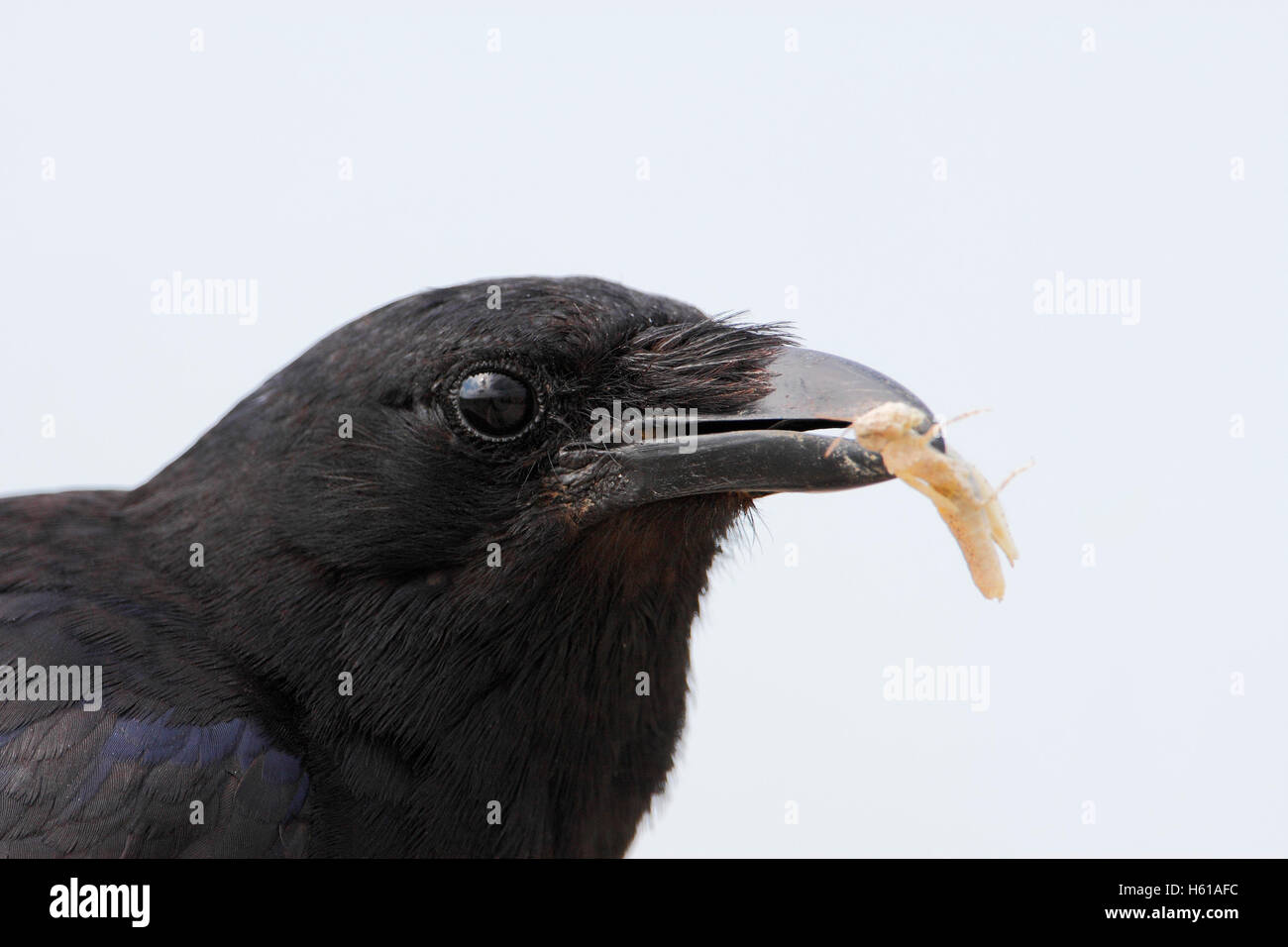(Corvus Poisson) ossifragus avec de petites proies, Close up, parc d'état de Cape May, New Jersey, USA Banque D'Images