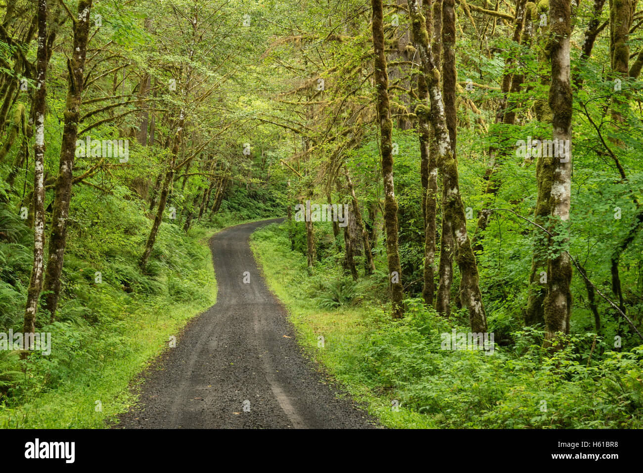 Santiam vieille Route, forêt nationale de Willamette, Oregon. Banque D'Images