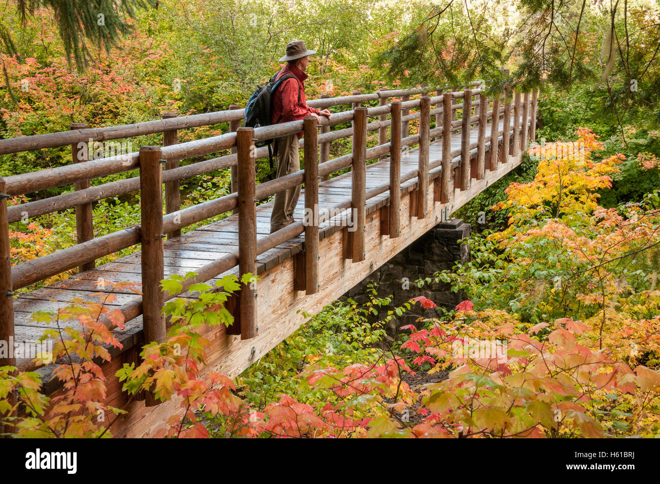 Randonneur sur pont, McKenzie River National Recreation Trail à l'automne, près de Clear Lake, forêt nationale de Willamette, Oregon. Banque D'Images