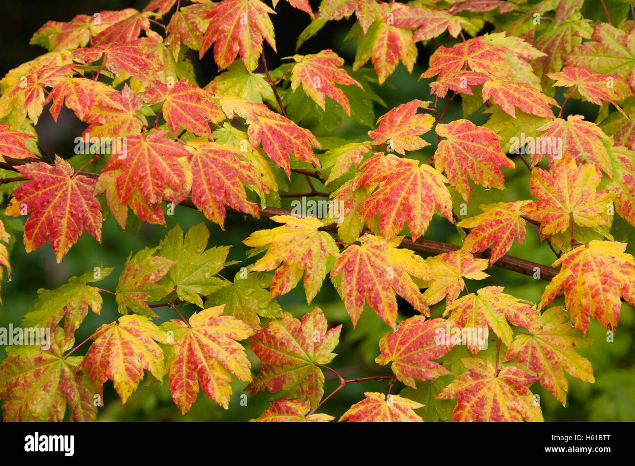 Vine Maple avec la couleur de l'automne ; McKenzie River National Recreation Trail près de Clear Lake, forêt nationale de Willamette, Oregon. Banque D'Images