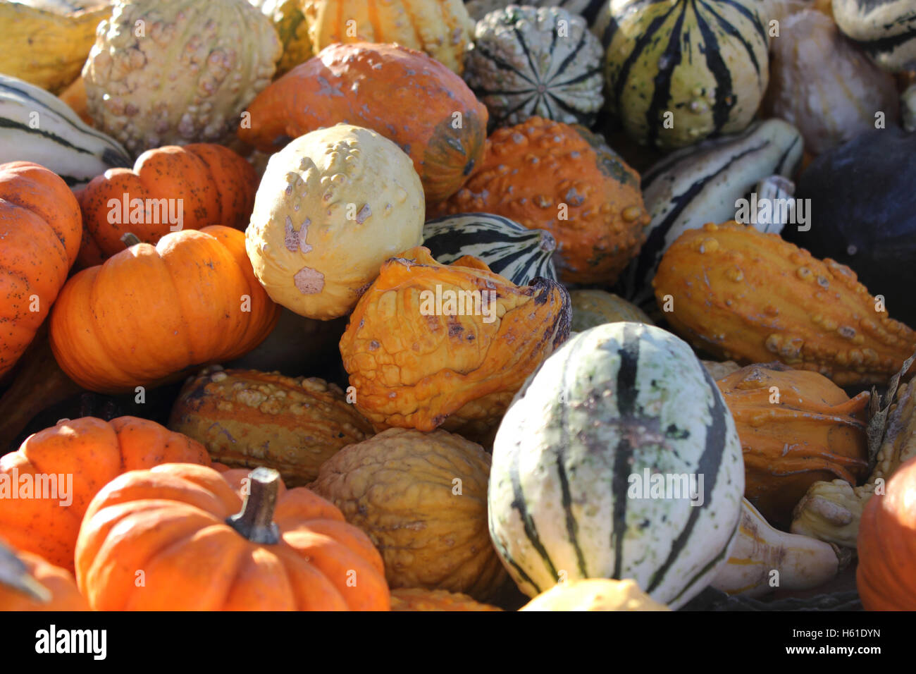 Les courges et citrouilles dans une pile Banque D'Images