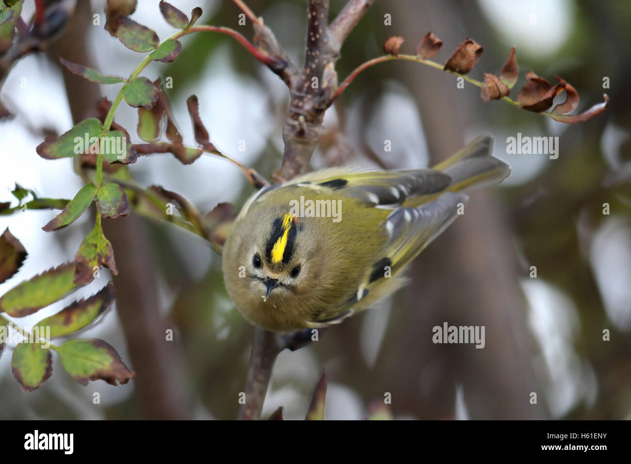 Goldcrest (Regulus regulus) bush en attrapant mourning forest. Pris dans Angus, Scotland, UK. Banque D'Images