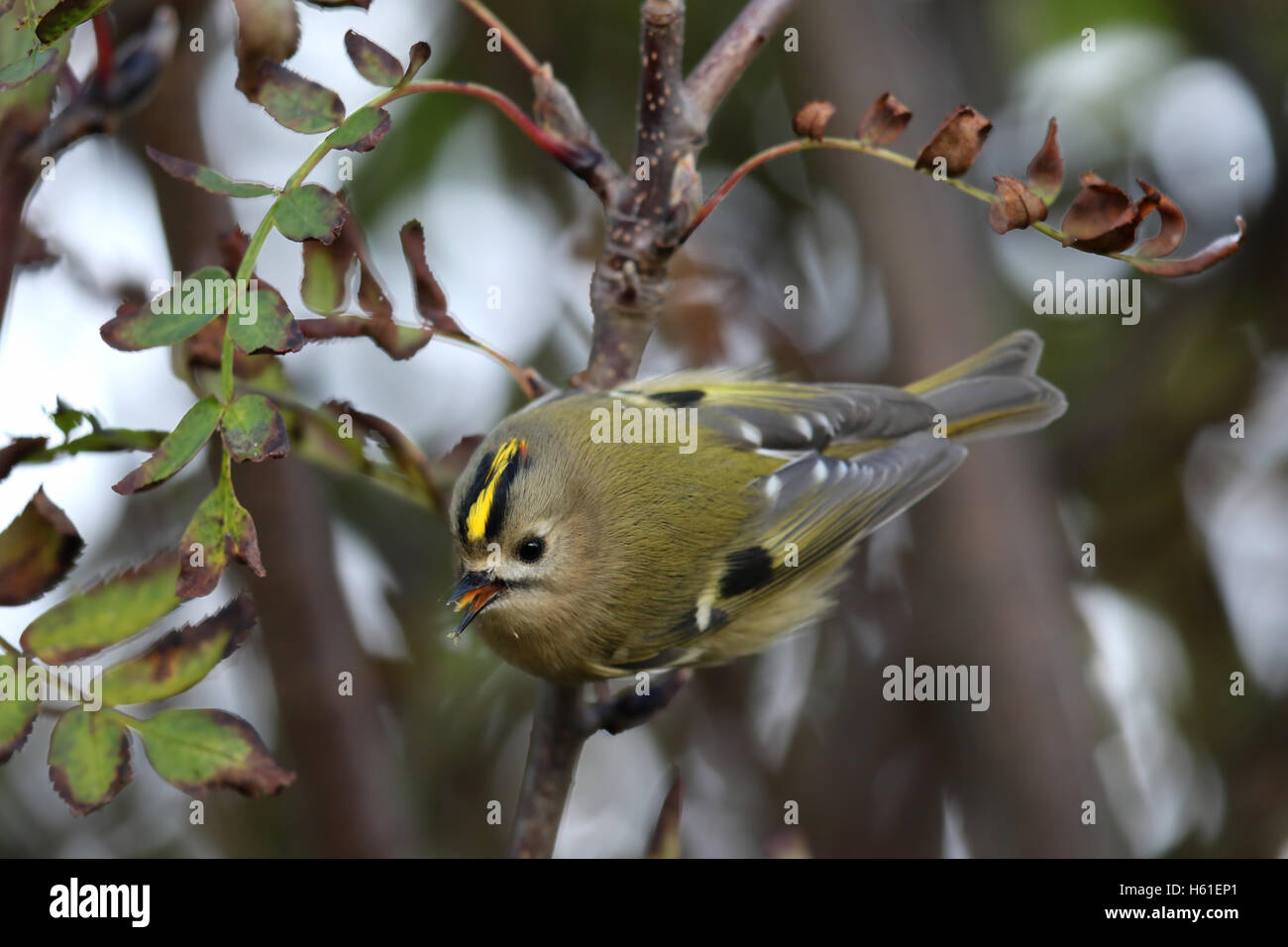 Goldcrest (Regulus regulus) bush en attrapant mourning forest. Pris dans Angus, Scotland, UK. Banque D'Images