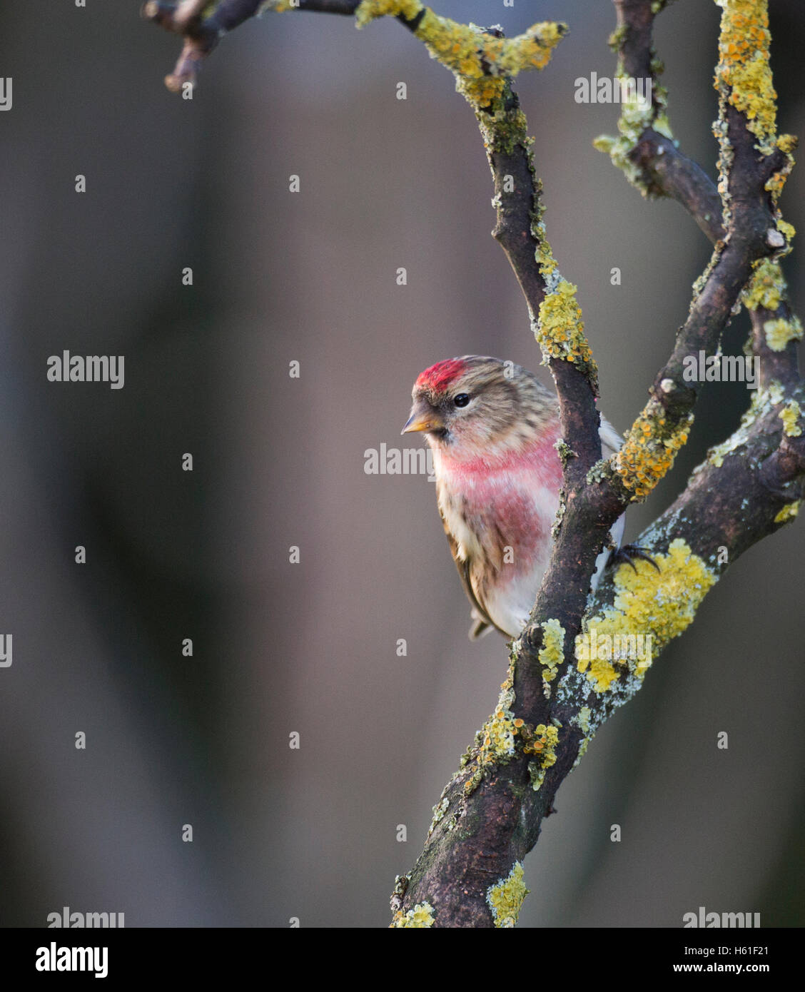 Sizerin flammé , Welsh Borders Banque D'Images