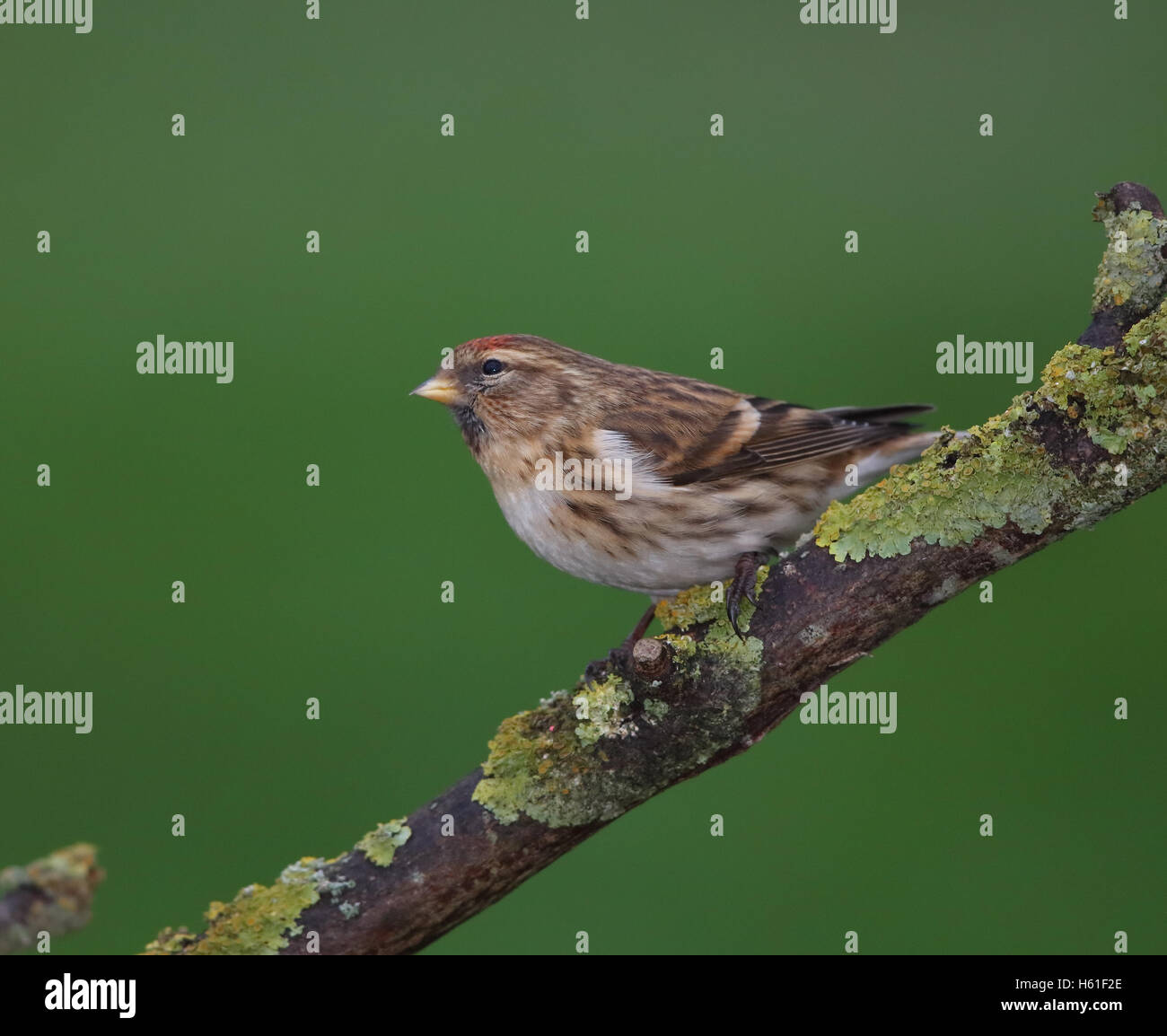 Sizerin flammé Carduelis flammea' dans 'uk Banque D'Images