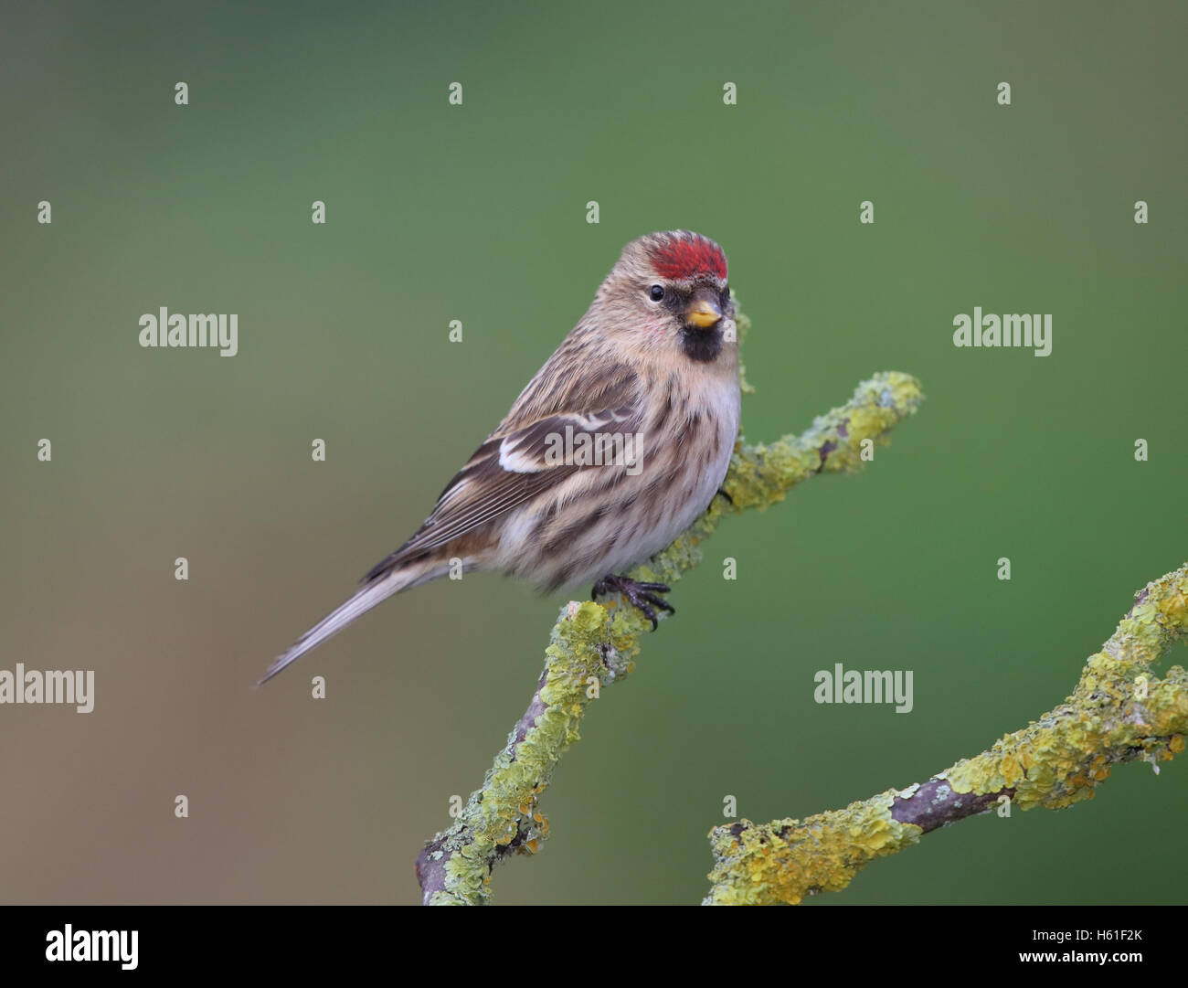 Sizerin flammé Carduelis flammea' dans 'uk Banque D'Images