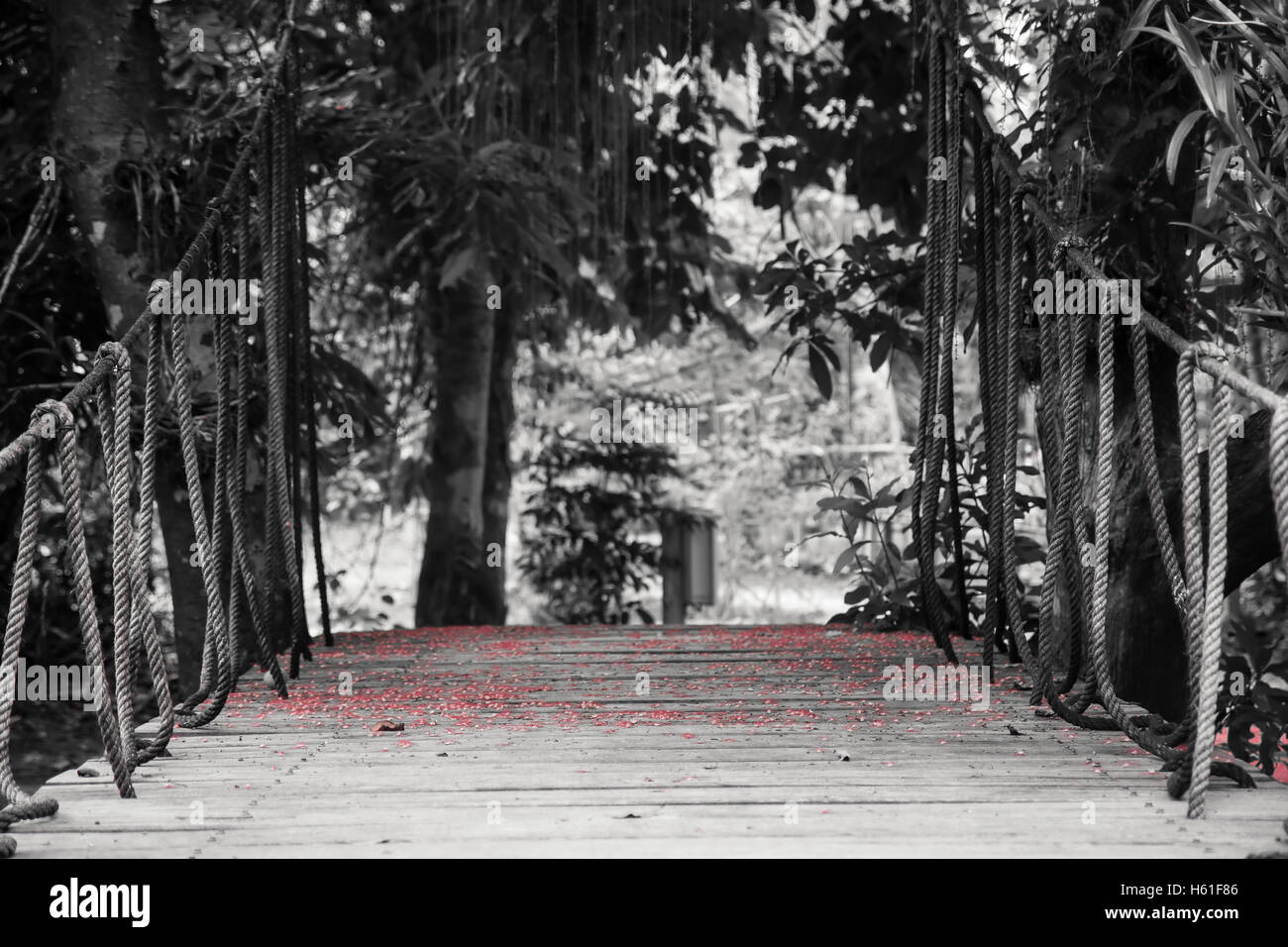 Pont suspendu avec des cordes menant à la forêt tropicale couverte de fleurs rouge sur des planches et l'arrière-plan flou Banque D'Images