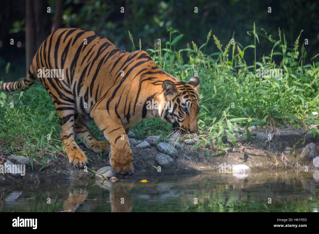 Tigre du Bengale s'agit d'un marécage d'eau à boire au Sunderbans National Park. Banque D'Images