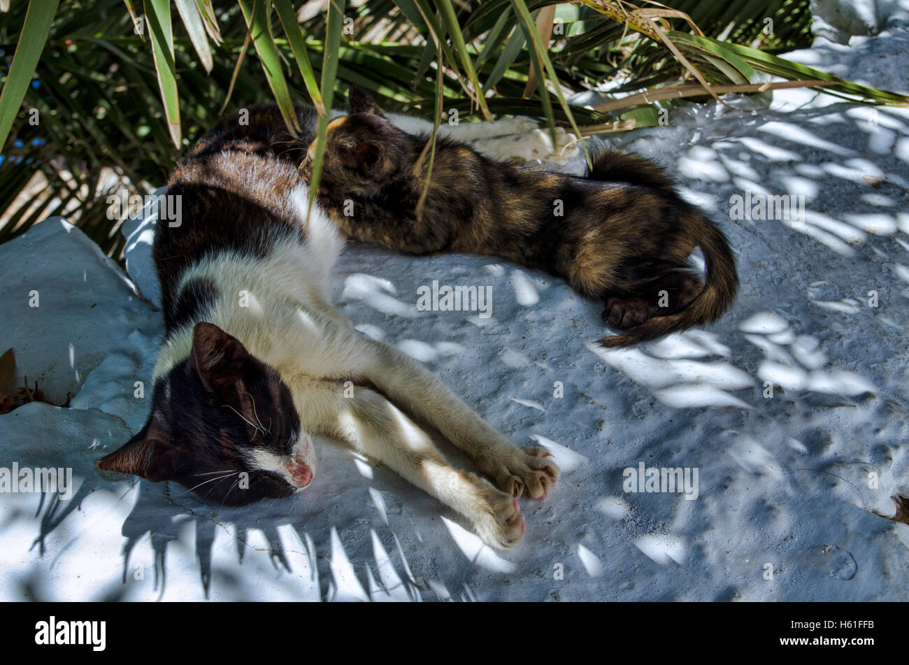 chiot chat Banque D'Images