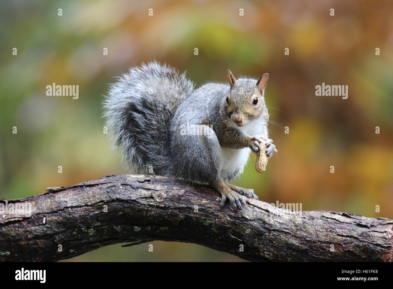 Un écureuil gris récure carolinensis assis sur une branche à l'automne de manger une noix Banque D'Images