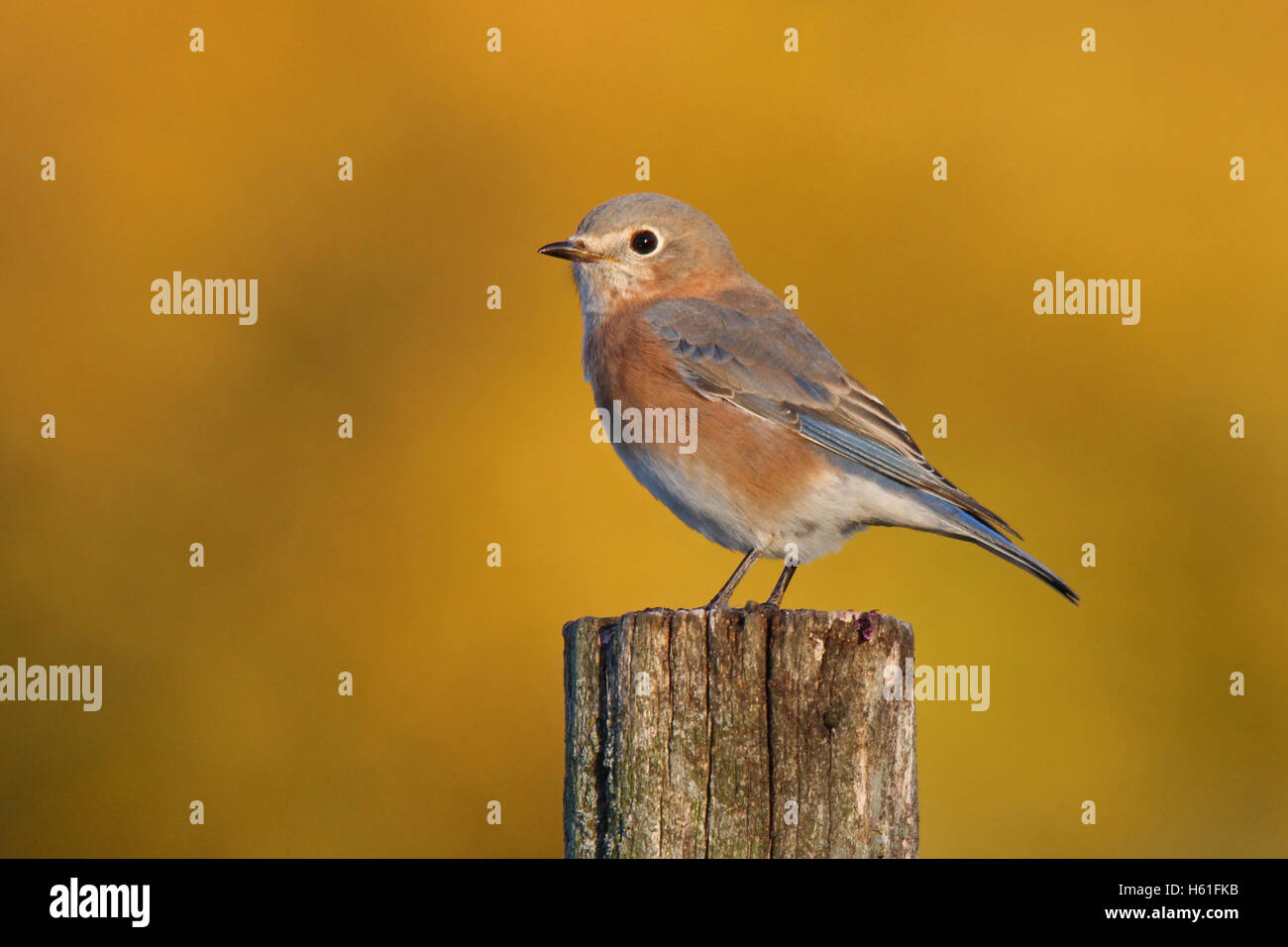 Une femelle merlebleu de l'Est (Sialia sialis) percher sur un poste à l'automne Banque D'Images