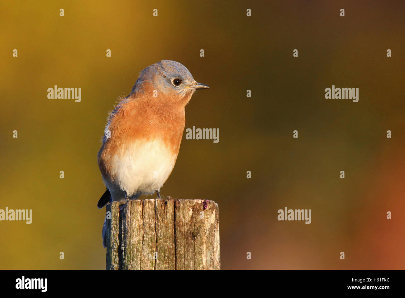 Un homme merlebleu de l'Est (Sialia sialis) percher sur un poste à l'automne Banque D'Images