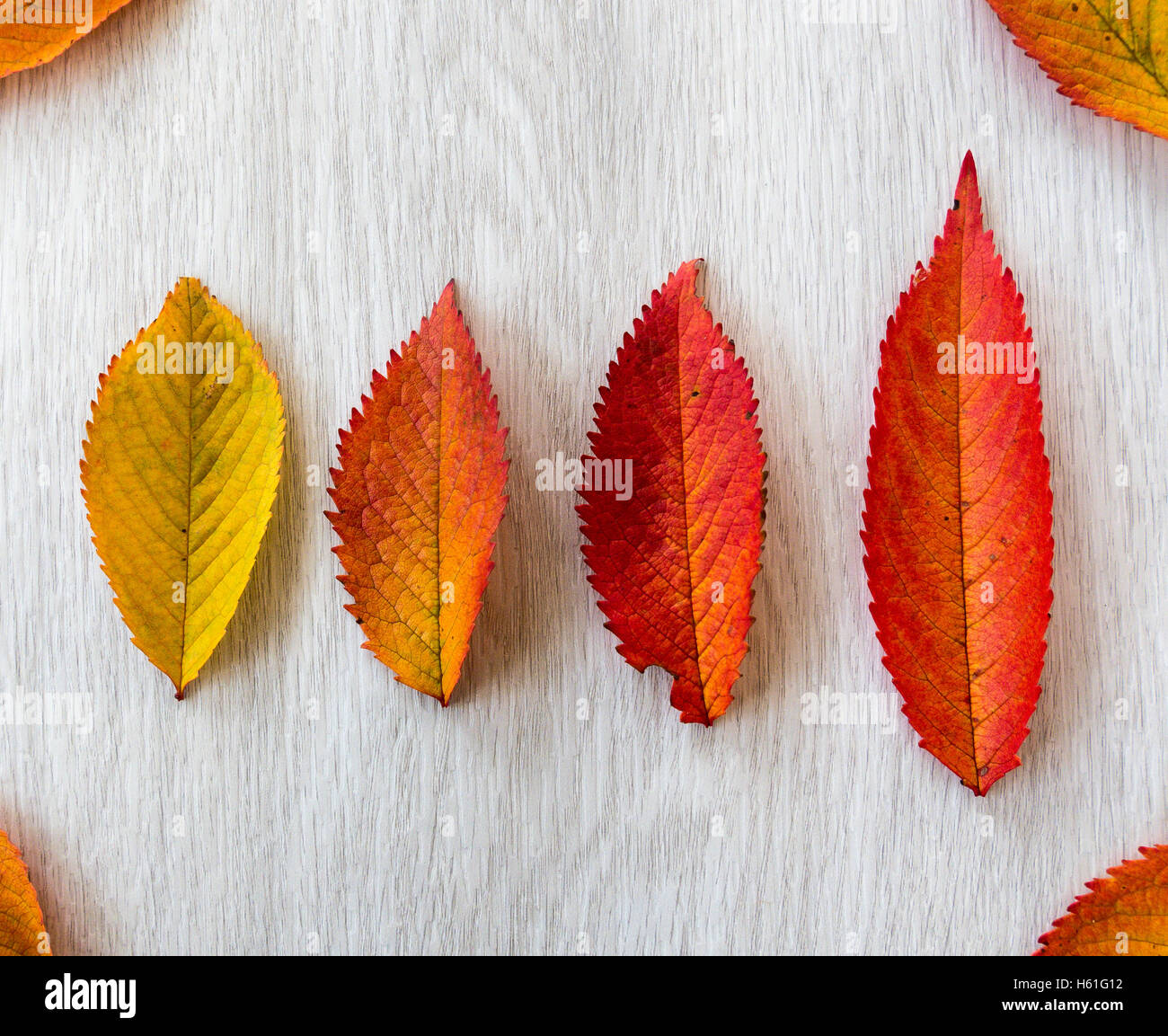 Couleurs d'automne, les feuilles se tournent du vert au brun et de nuances entre les deux. Banque D'Images