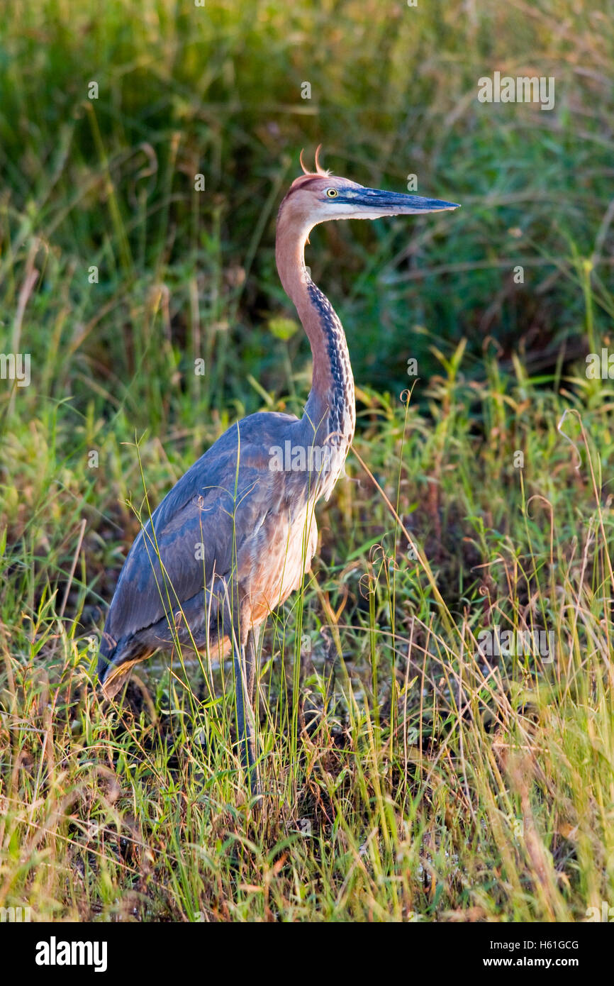 Héron goliath (Ardea goliath), Sainte-Lucie, parc national des zones humides de l'Afrique du Sud, l'Afrique Banque D'Images