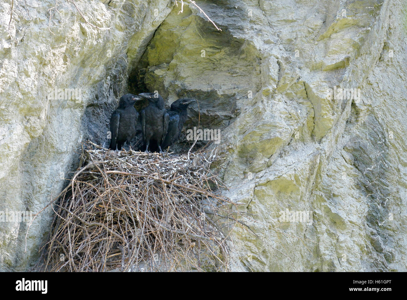Les jeunes corbeaux (Corvus corax) assis dans nid, Tyrol, Autriche Banque D'Images