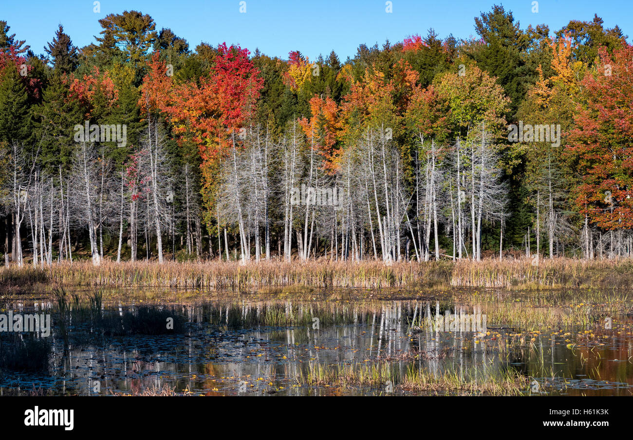 Automne FEUILLAGE SEAL COVE Mount Desert Island MAINE USA Banque D'Images