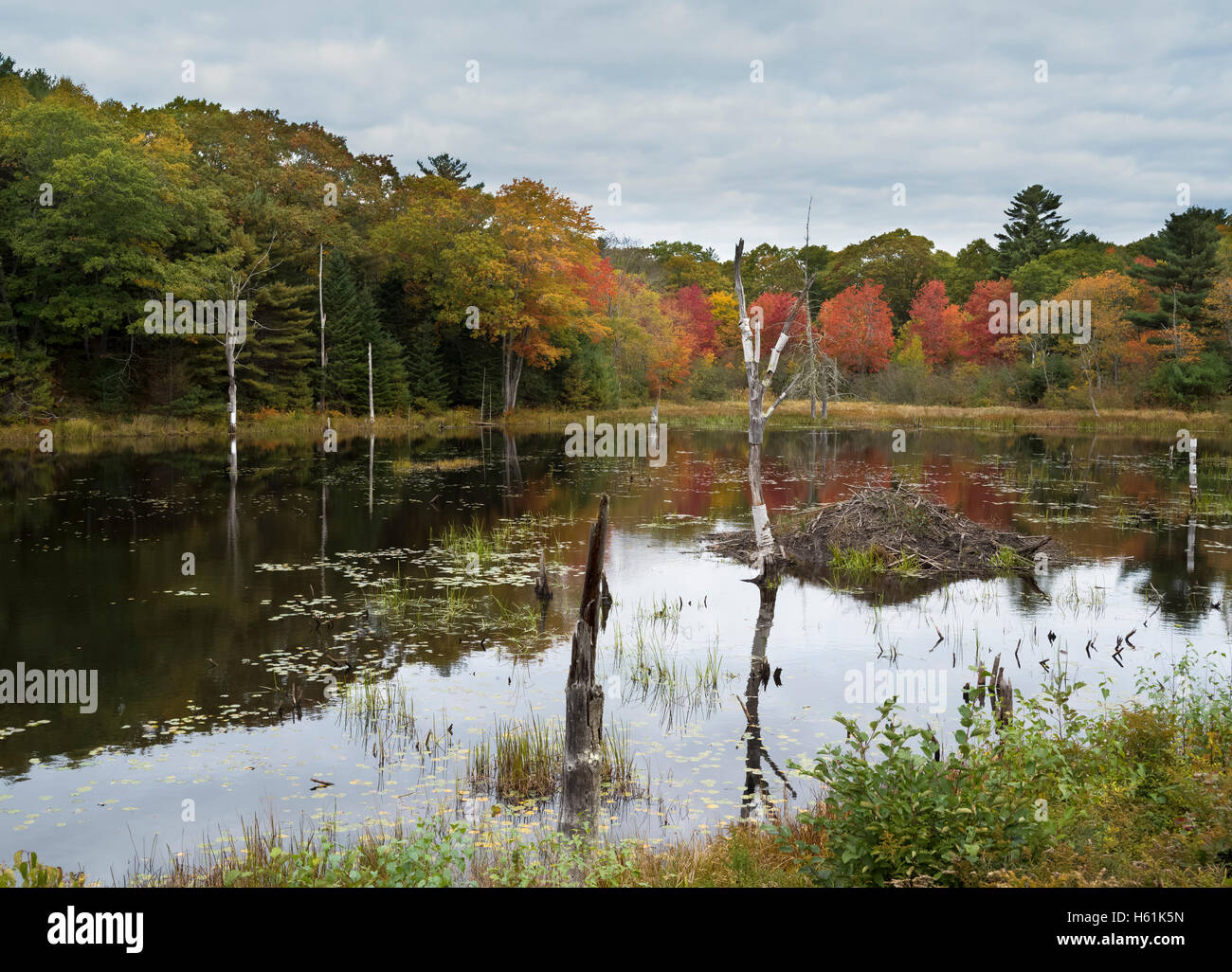 Water reflections Bristol Maine USA Banque D'Images