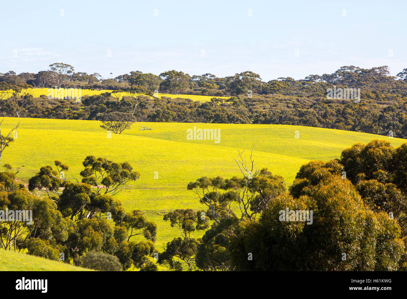Campagne sur Kangaroo Island près de Stokes Bay au printemps avec marguerites jaunes dans les champs, dans le sud de l'Australie Banque D'Images