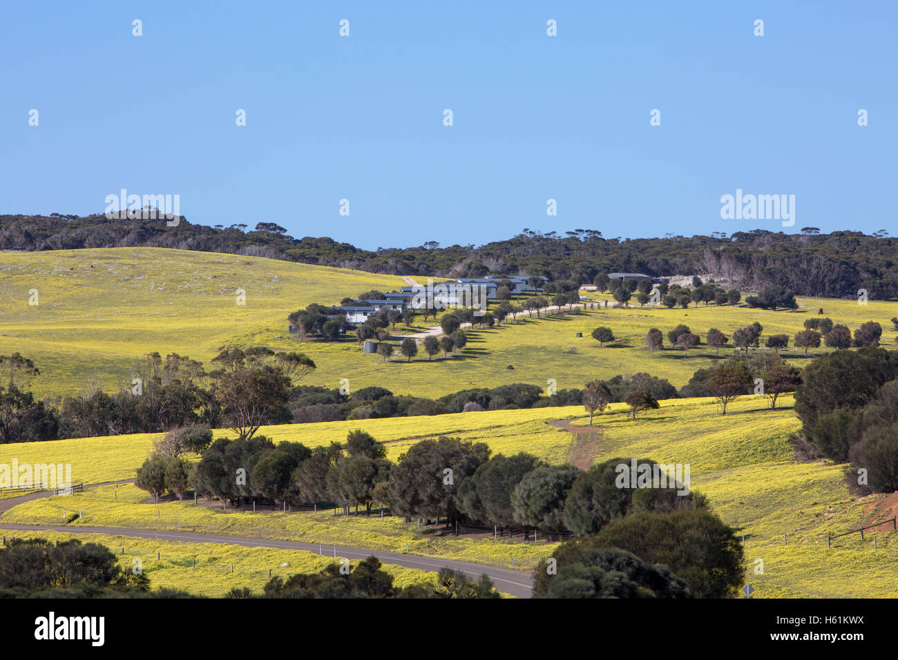 Campagne sur Kangaroo Island près de Stokes Bay au printemps avec marguerites jaunes dans les champs, dans le sud de l'Australie Banque D'Images