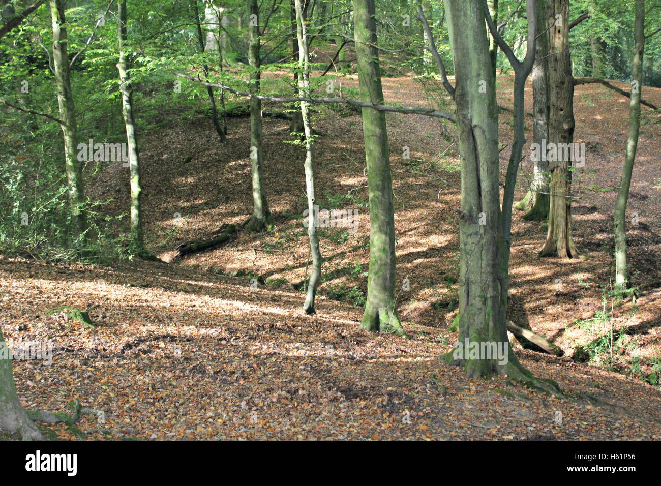 Une agréable promenade dans les bois dans le soleil d'octobre. Banque D'Images