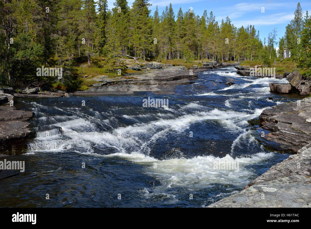 Rövran la rivière, Guiclan, Jämtland, Suède Banque D'Images