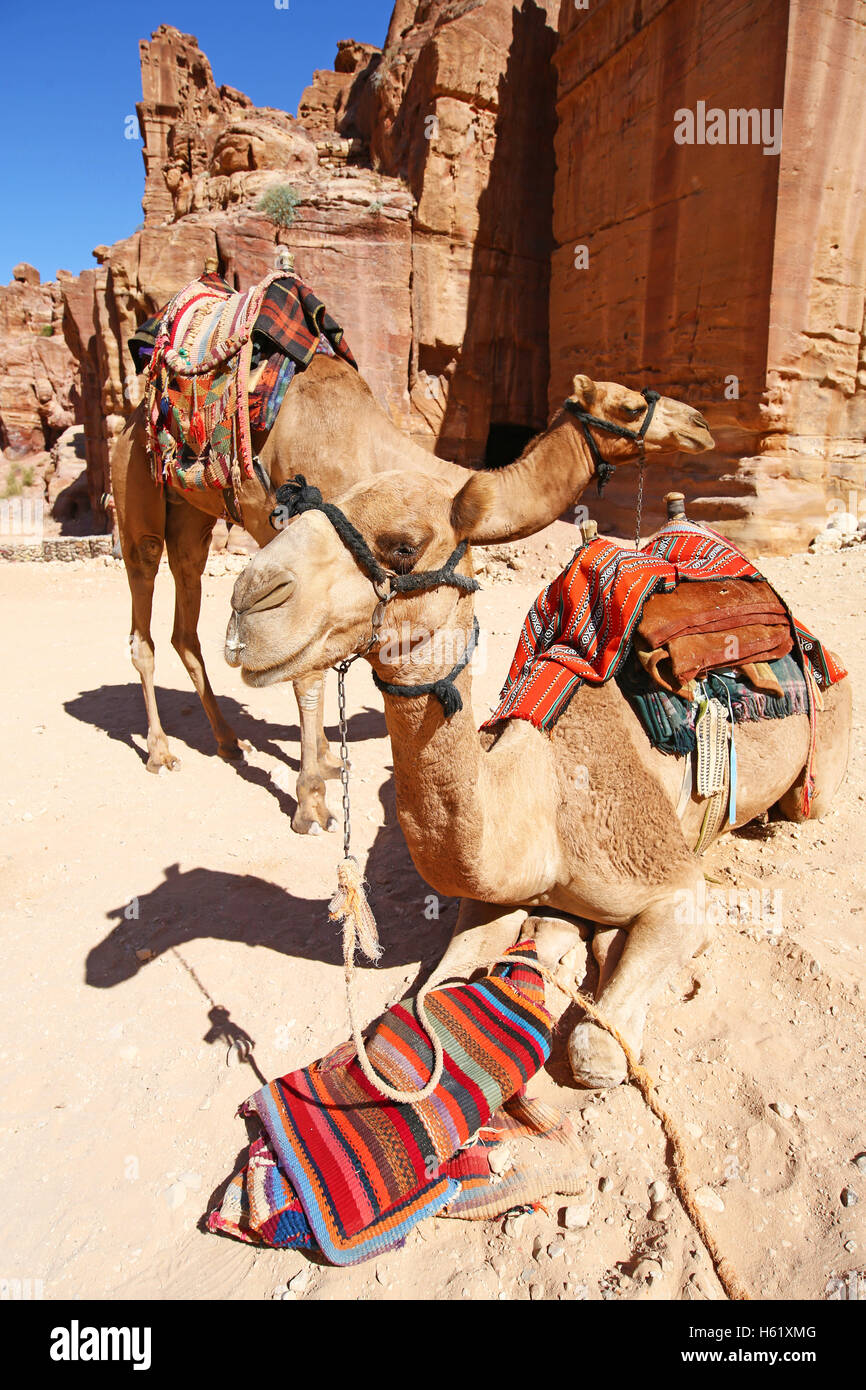 Des chameaux dans la roche ville de Petra, Jordanie Banque D'Images