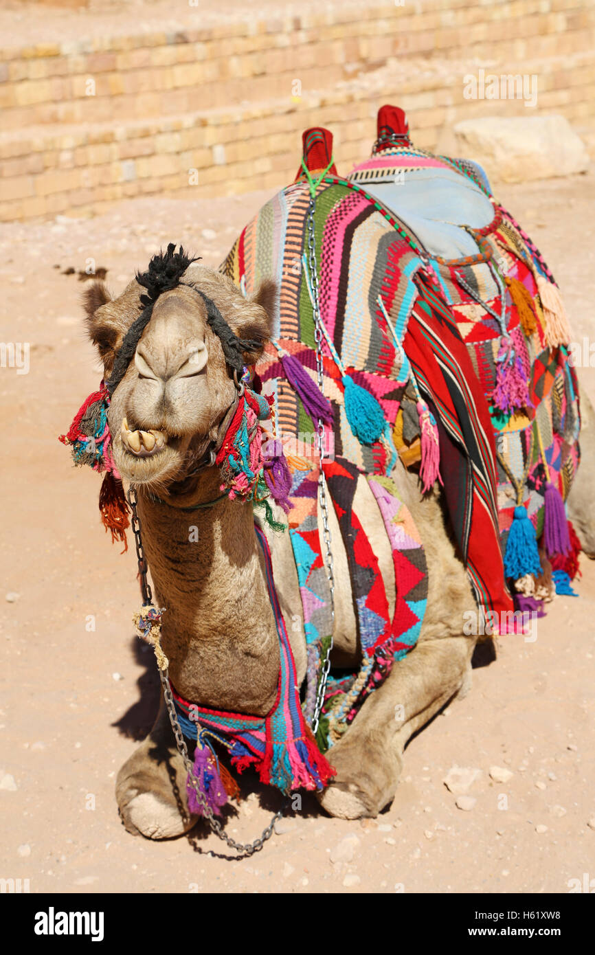 Chameau dans le rock ville de Petra, Jordanie Banque D'Images