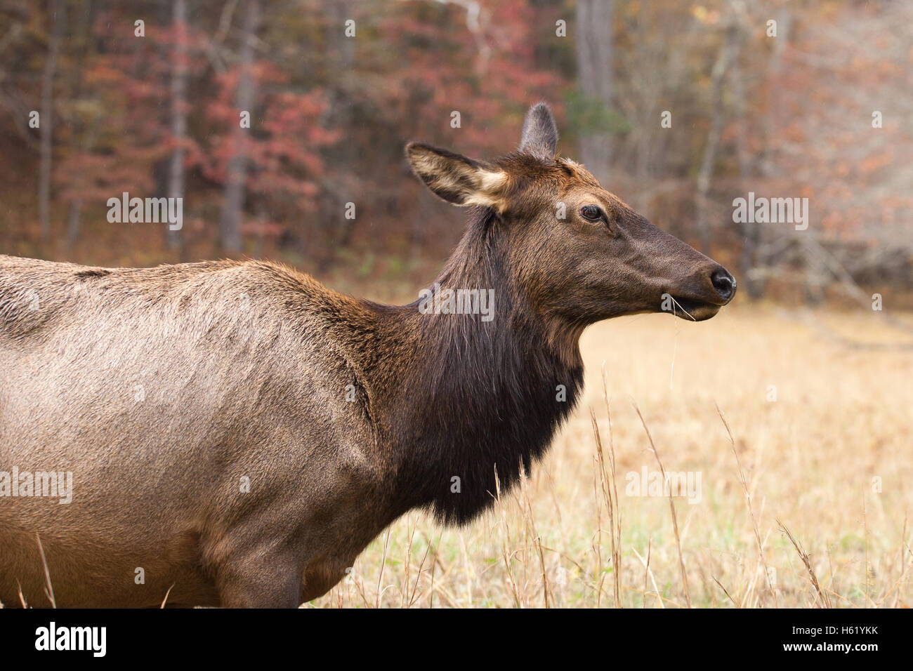 Une vache de wapiti Banque D'Images