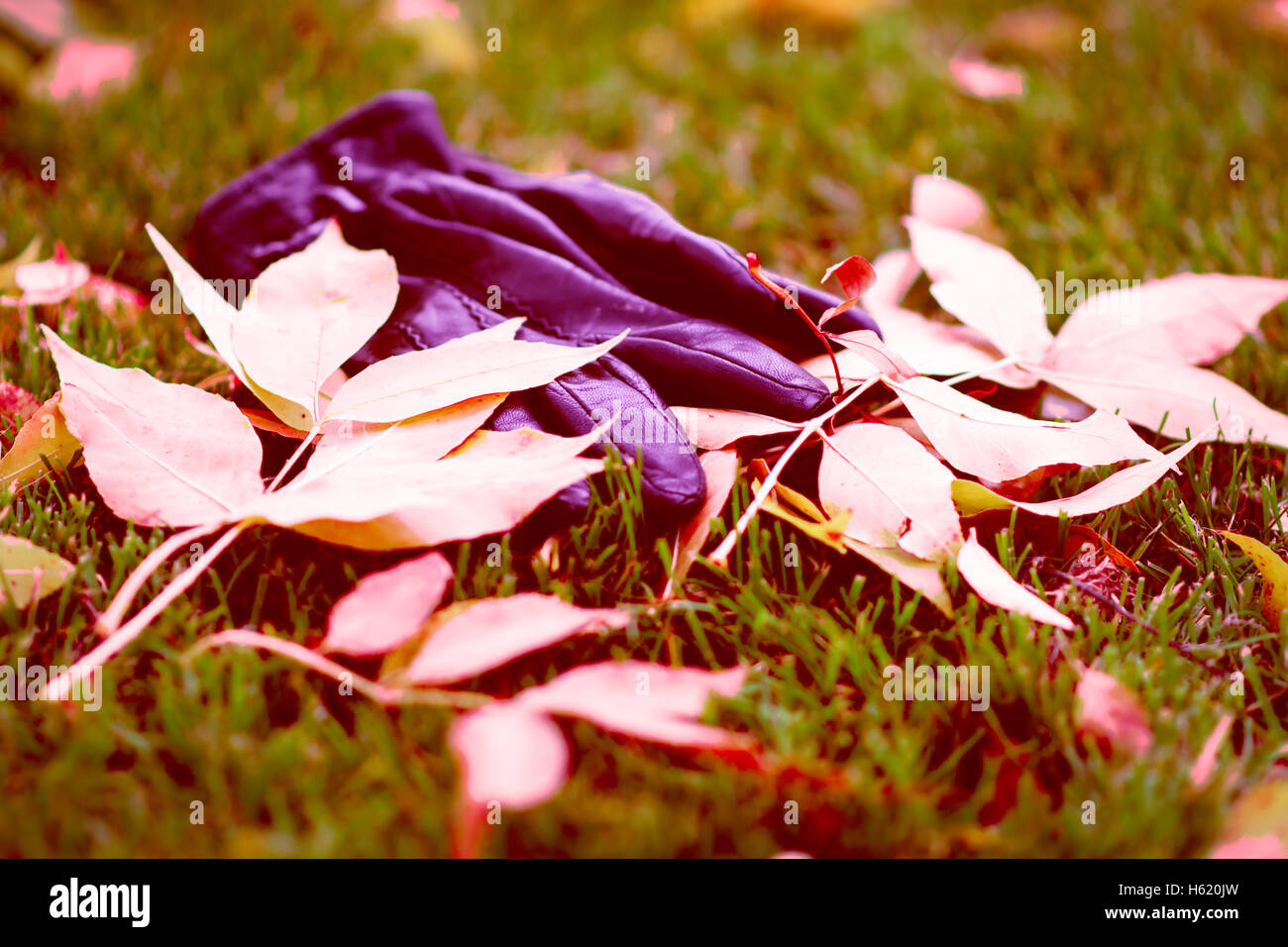 Des gants en les Leafs dans le parc Banque D'Images