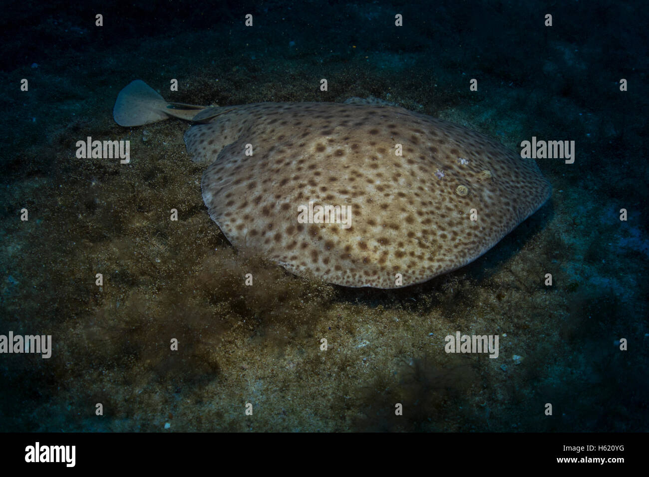 Marbré de torpille électrique ray,Torpedo marmorata, de la mer Méditerranée, Malte. Banque D'Images