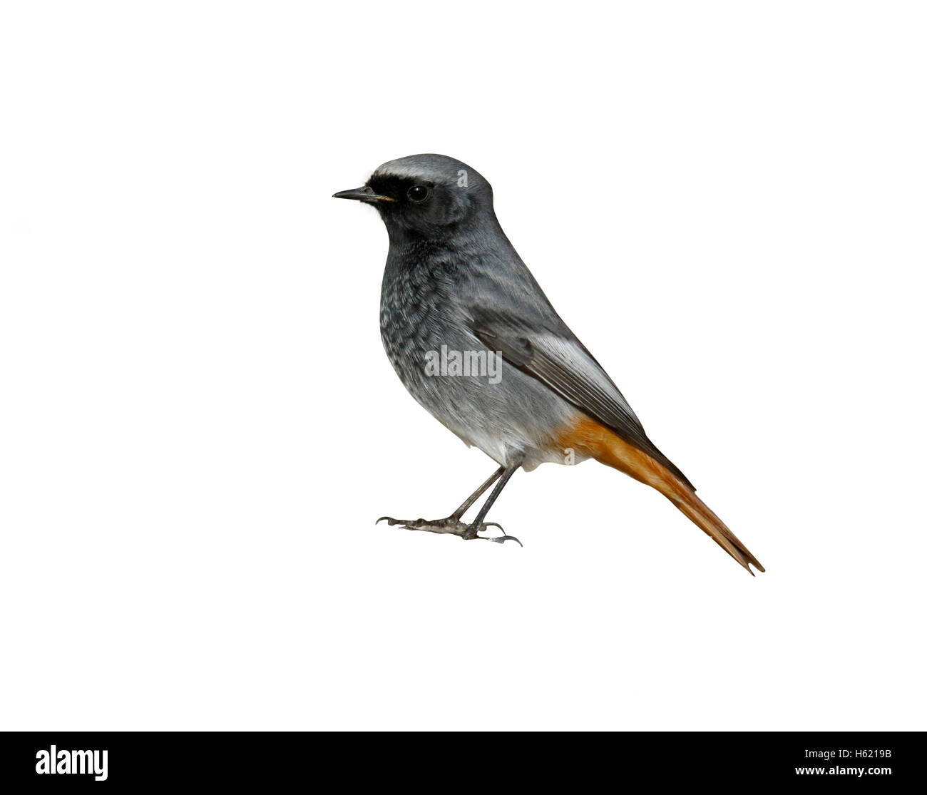 Rougequeue noir Phoenicurus ochruros,, homme célibataire sur rock, Somerset, Janvier 2015 Banque D'Images