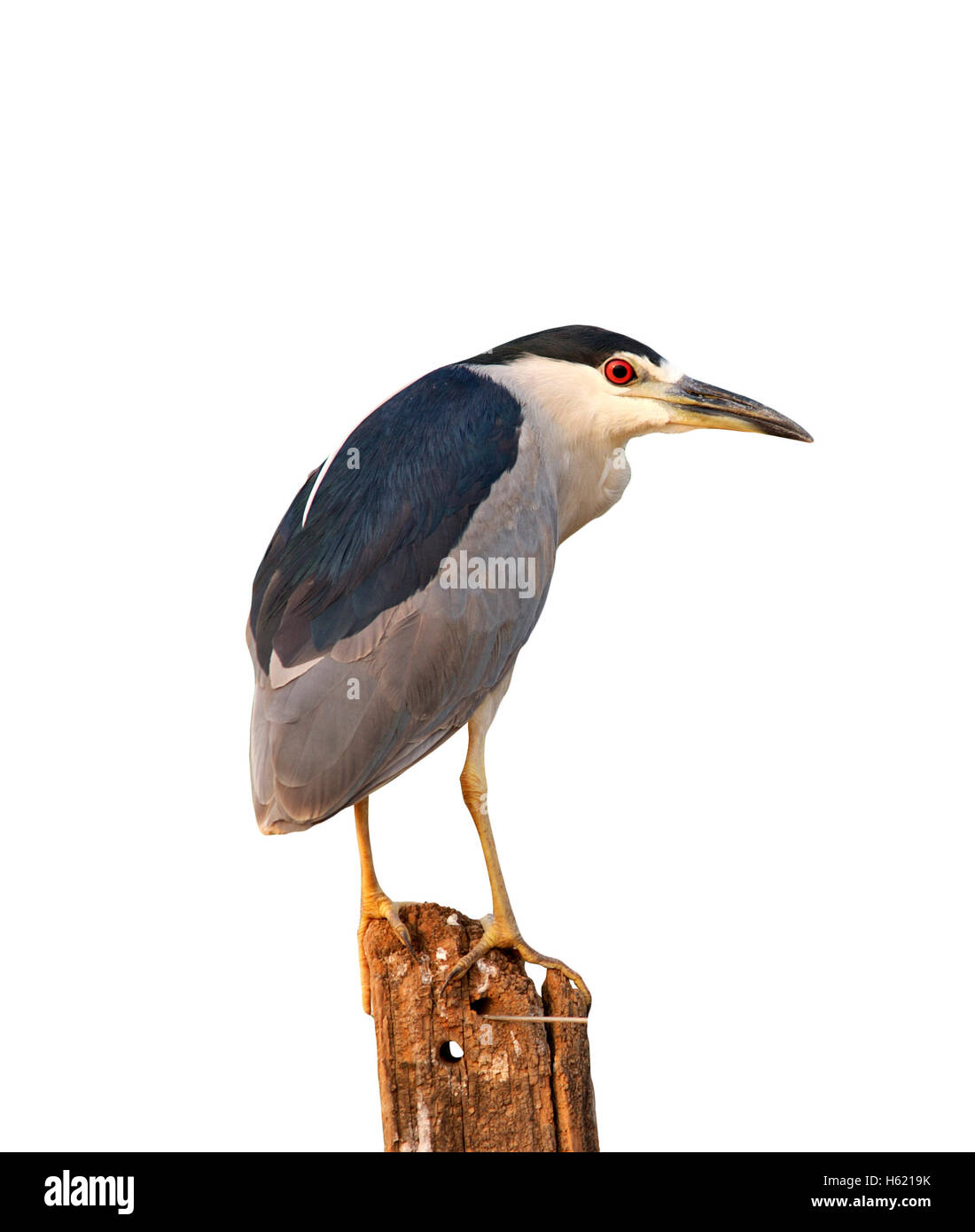 Bihoreaux, Nycticorax nycticorax, seul oiseau sur barrière, Brésil Banque D'Images