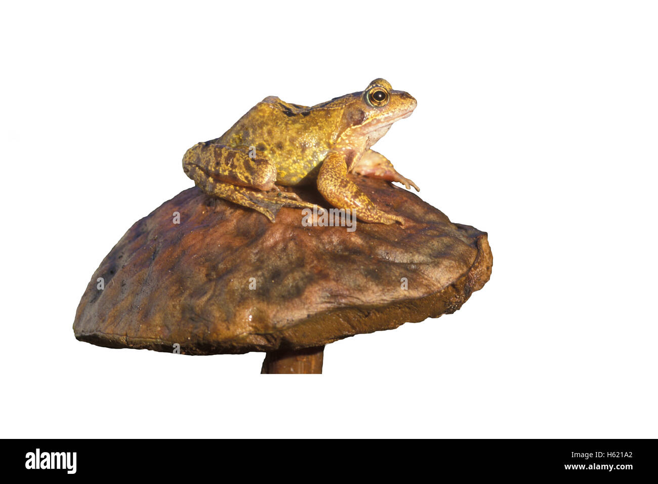 Grenouille rousse, Rana temporaria, seul le reptile toadstool Banque D'Images