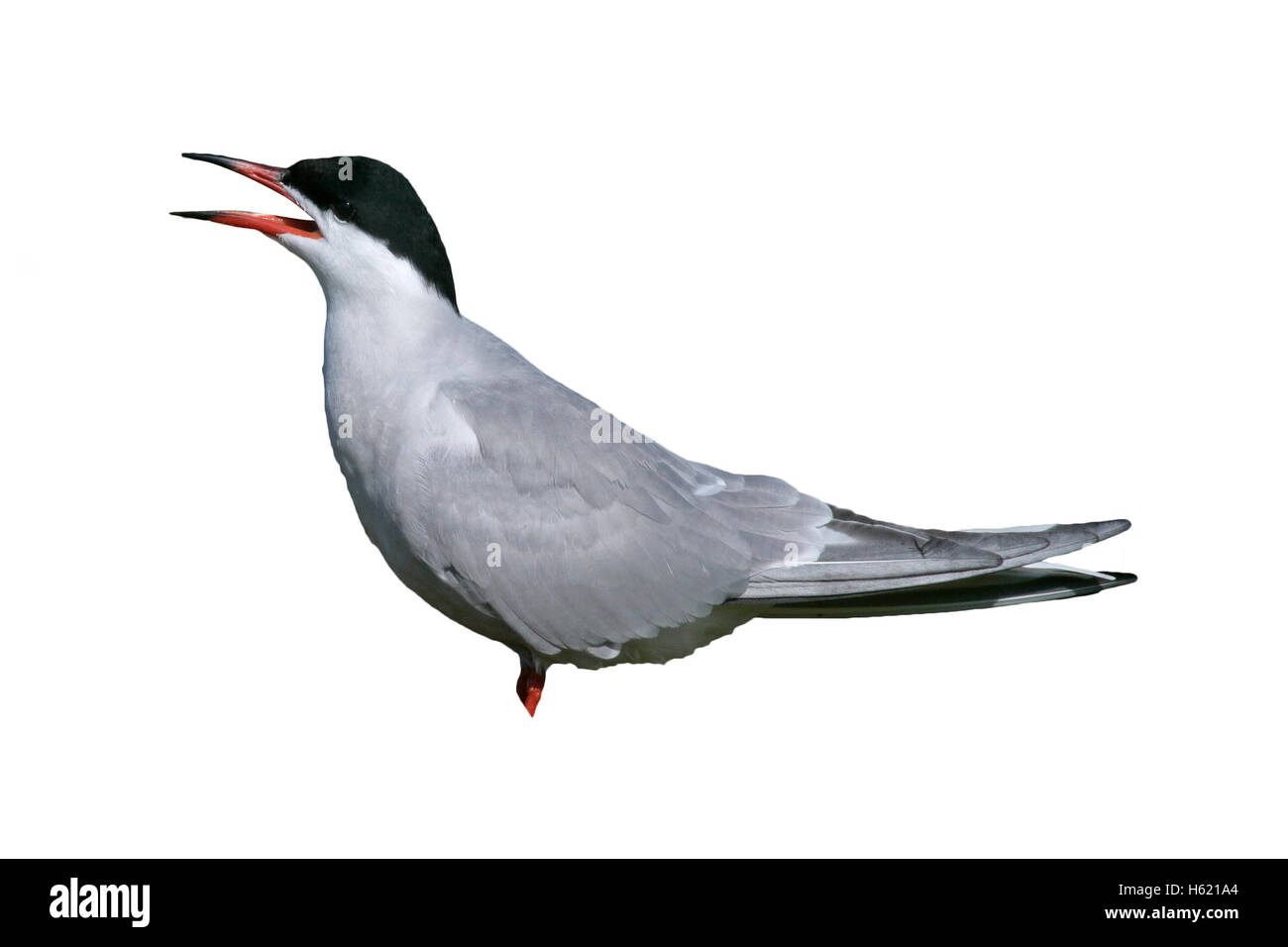 La sterne pierregarin, Sterna hirundo, seul oiseau par l'eau, Holland Banque D'Images