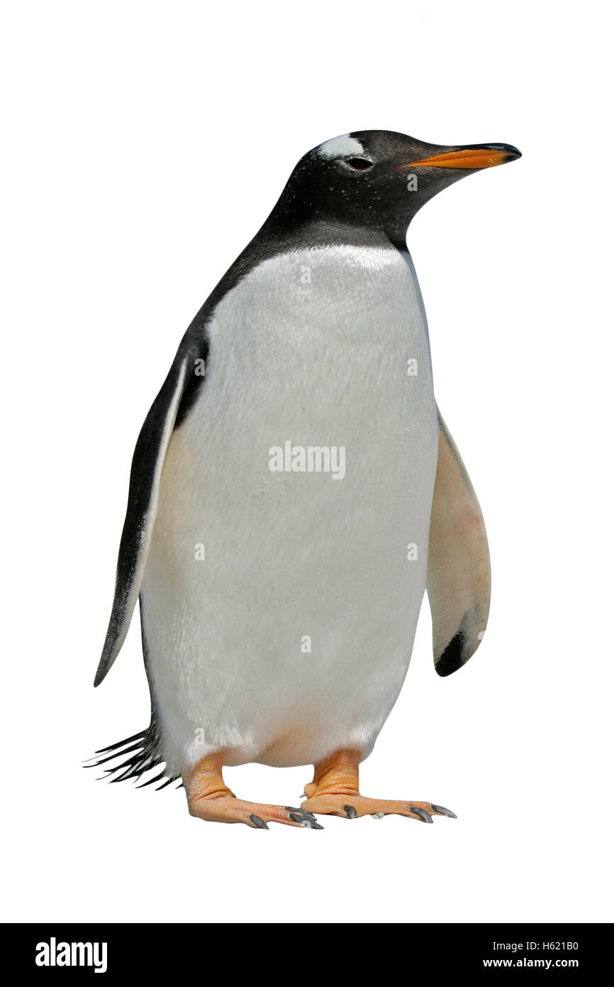 Gentoo pingouin, Pygoscelis papua, seul oiseau par l'eau, Falklands Banque D'Images