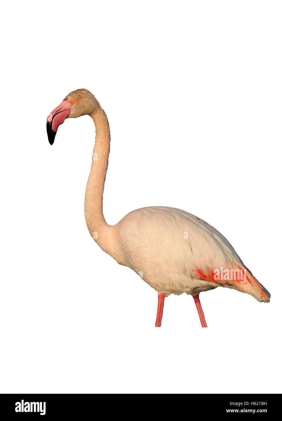 Flamant rose, Phoenicopterus ruber, seul oiseau dans l'eau, France Banque D'Images