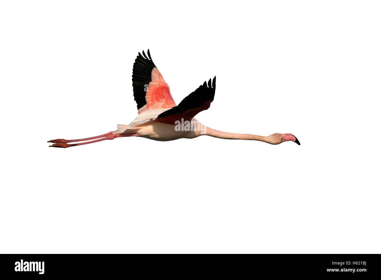 Flamant rose, Phoenicopterus ruber, seul oiseau en vol, France Banque D'Images