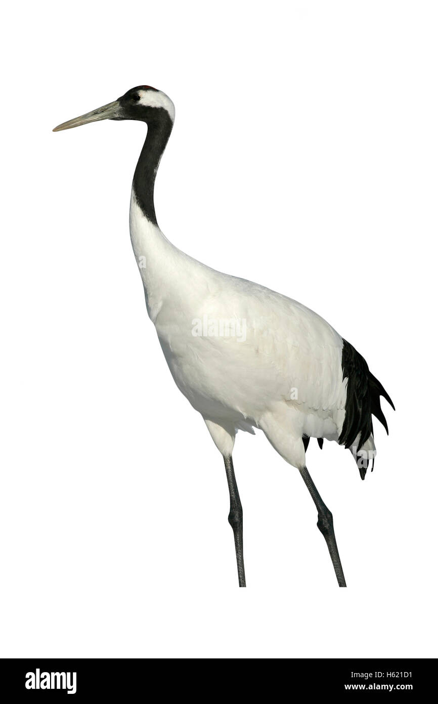 Grue à Couronne Rouge Le Japonais Crane Grus Japonensis