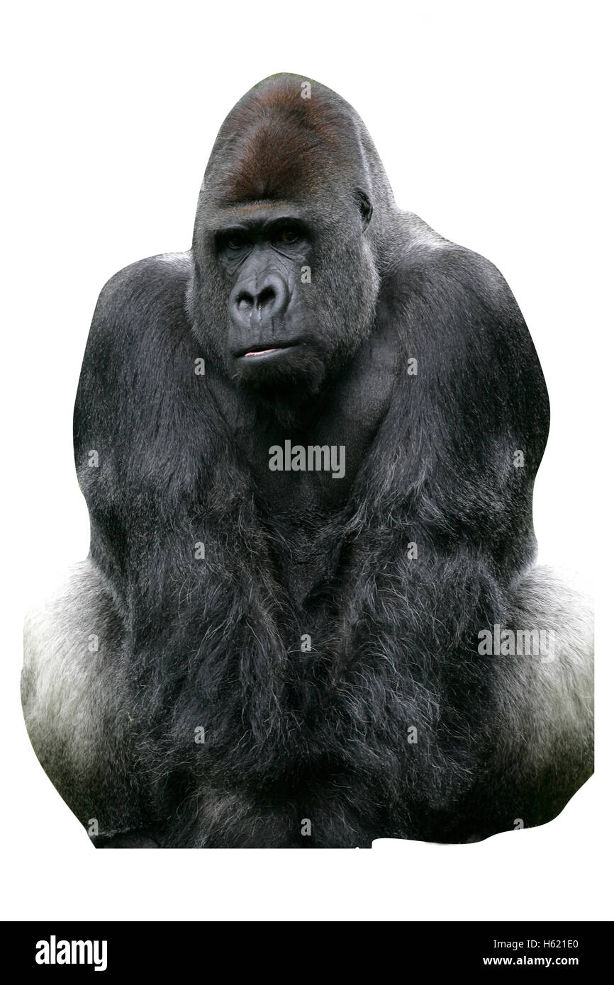 Gorille de plaine de l'Ouest, Gorilla gorilla, mammifère unique sur l'herbe Banque D'Images