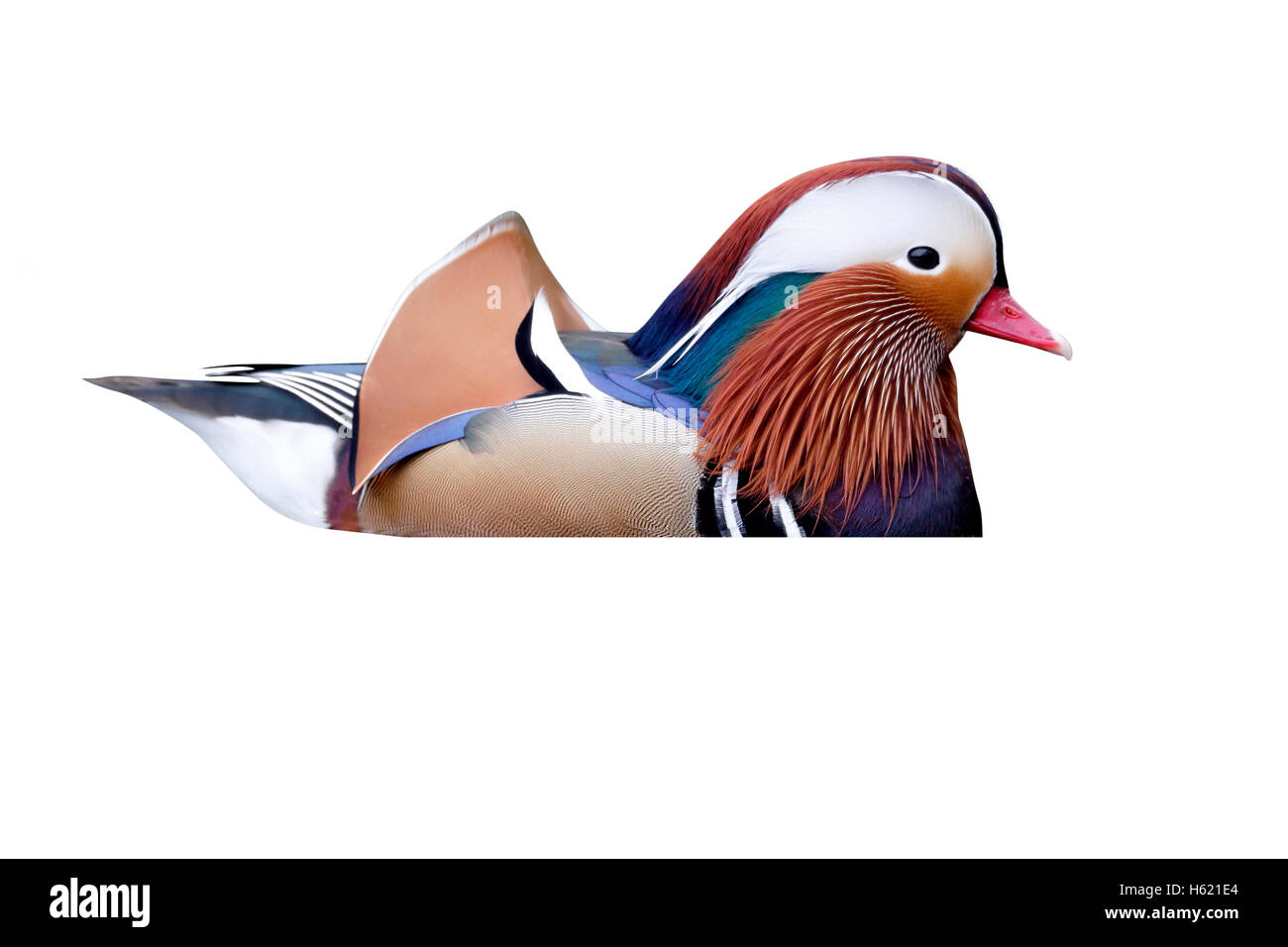 Canard Mandarin, Aix galericulata, homme célibataire sur l'eau, dans le Warwickshire, Mars 2013 Banque D'Images