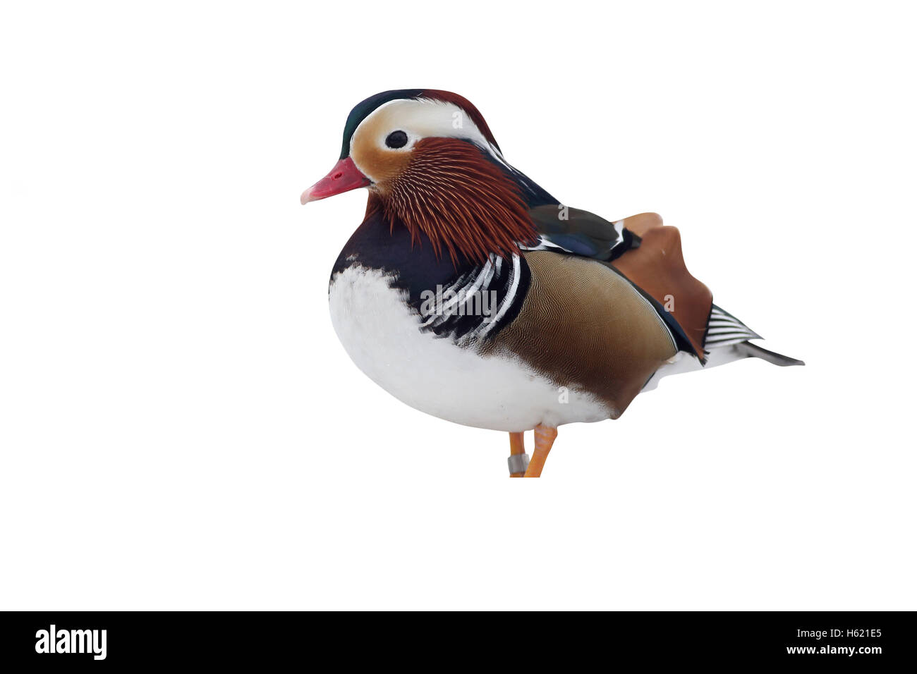 Canard Mandarin Aix galericulata, mâle, seul dans la neige, dans le Warwickshire, Janvier 2013 Banque D'Images