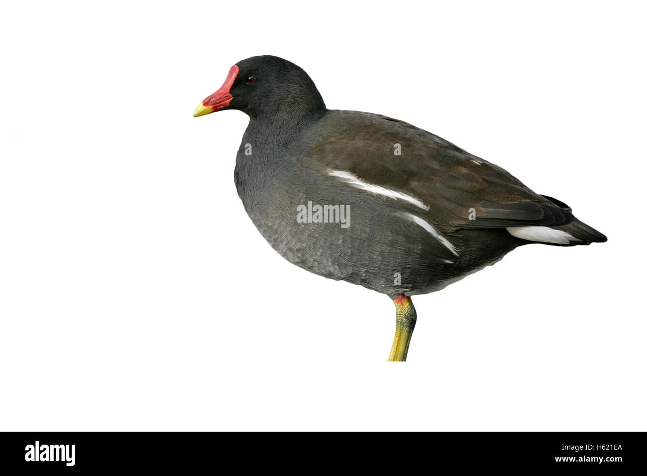 Gallinula chloropus Gallinule poule-d'eau,, seul oiseau sur l'herbe, Gloucestershire, Royaume-Uni Banque D'Images