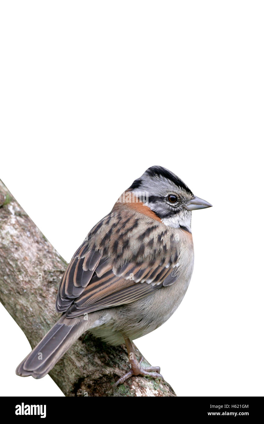 Bruant à ventre roux, Zonotrichia capensis, seul oiseau sur perchoir, Brésil Banque D'Images