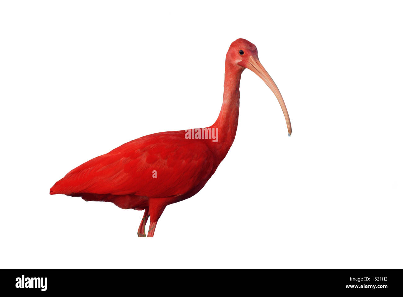 Ibis rouge, Eudocimus ruber, seul oiseau dans l'eau, le Venezuela Banque D'Images