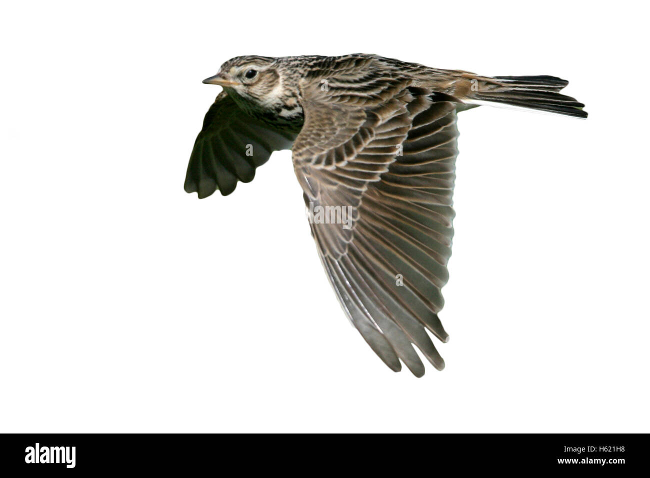 Alouette des champs, Alauda arvensis, seul oiseau en vol, Hébrides, Ecosse Banque D'Images