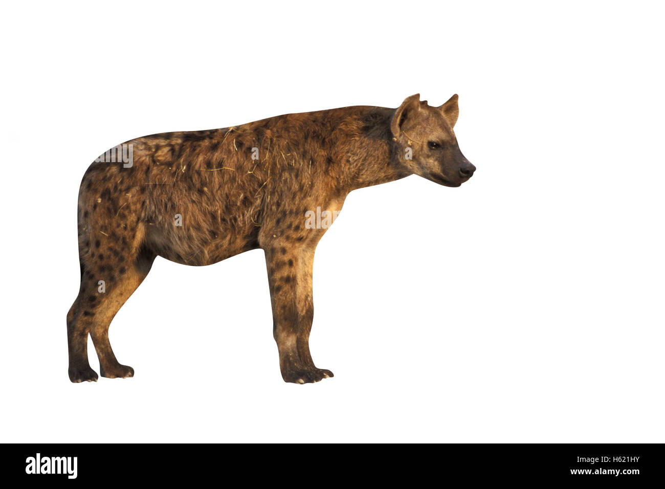 L'hyène tachetée, Crocuta crocuta, seul mammifère, Tanzanie Banque D'Images