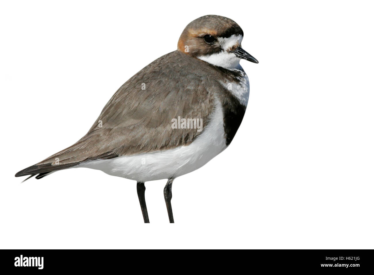 Deux-banded Plover, Charadrius falklandicus, oiseau seul sur le sable, Falklands Banque D'Images