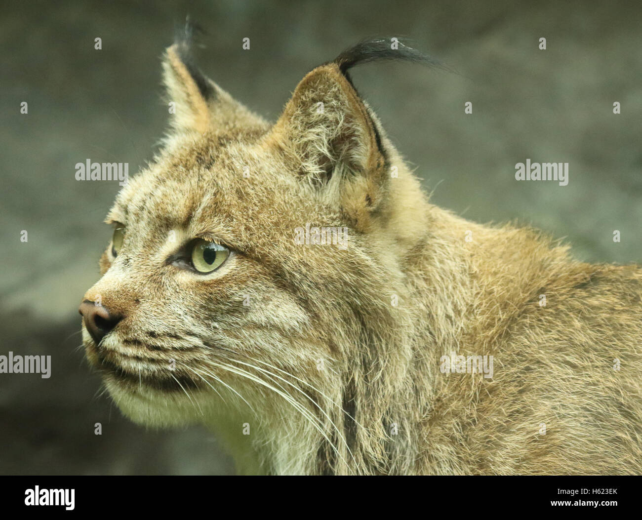 Un portrait montrant l'oreille des touffes d'un Lynx du Canada. Banque D'Images