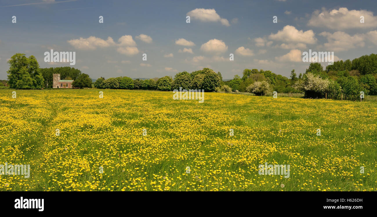 Un grand champ de renoncules et l'église Saint Matthieu, Rushall, Wiltshire. Banque D'Images