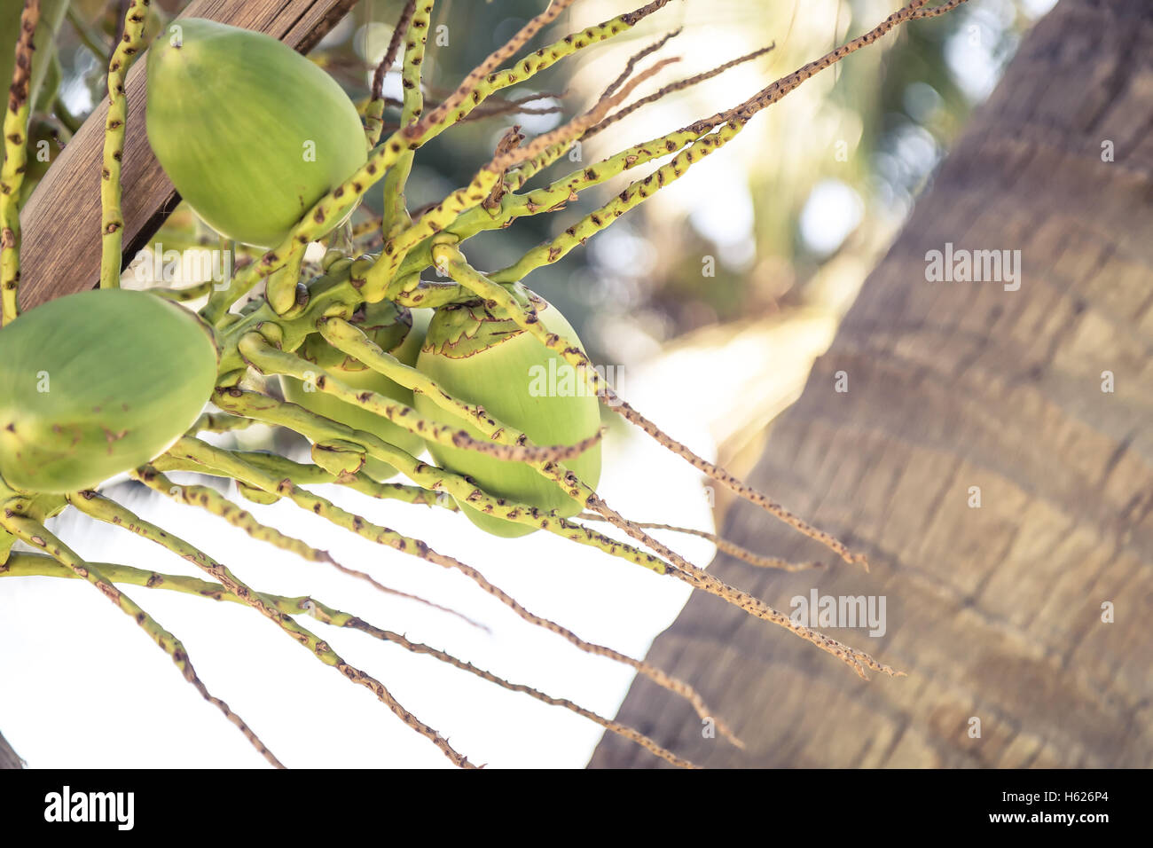 Plage tropicale ensoleillée avec des noix de coco et de palmier sur background with copy space Banque D'Images